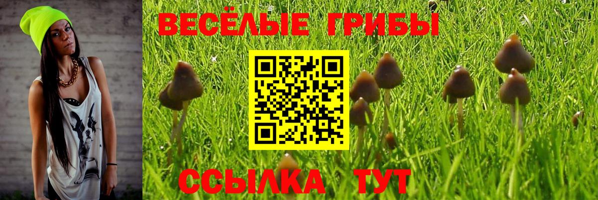Псилоцибиновые грибы GOLDEN TEACHER  где найти   Горно-Алтайск  Вход с VPN 